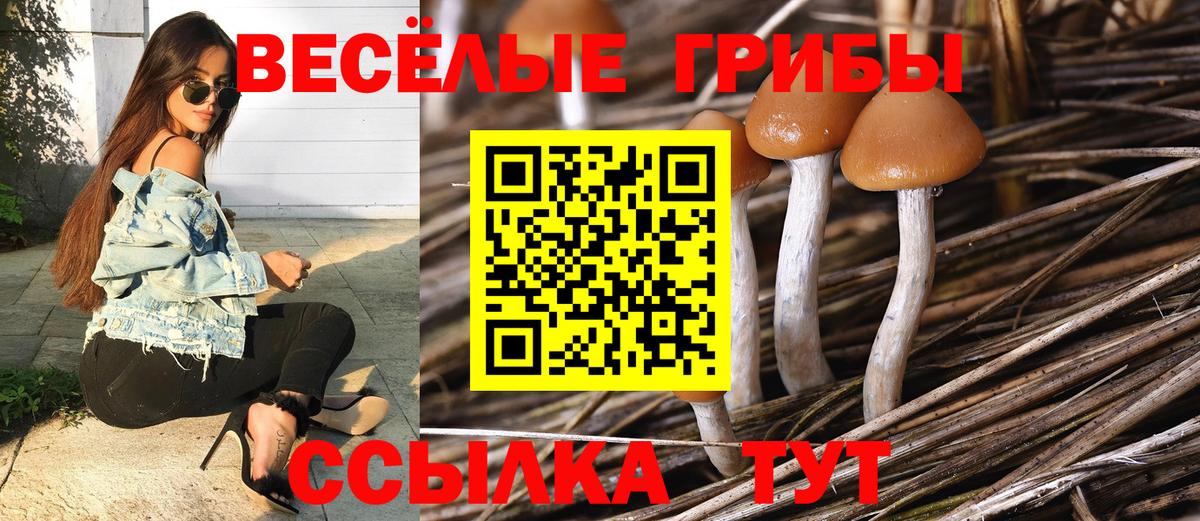 Галлюциногенные грибы Cubensis Сибай